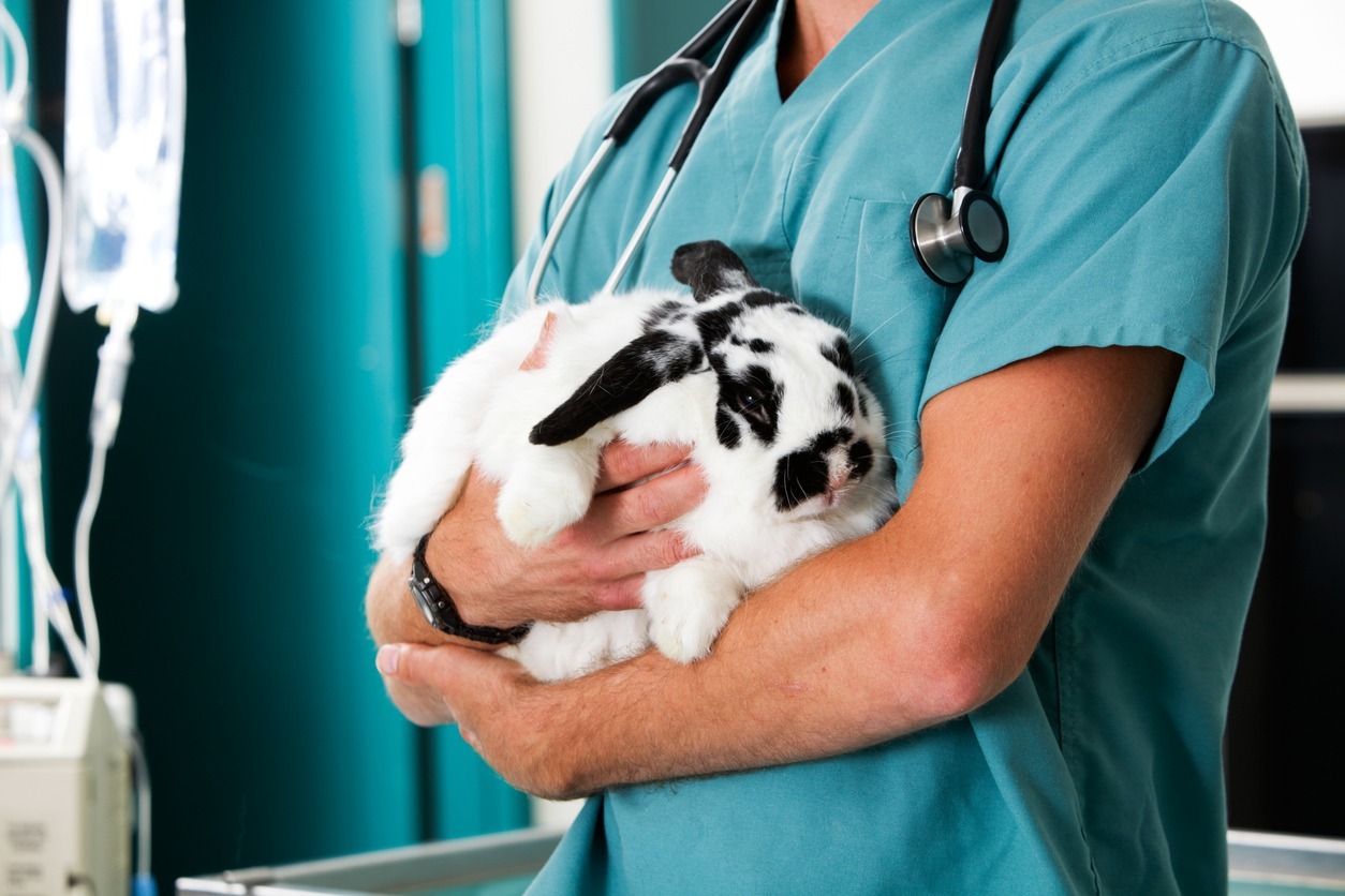 A rabbit in for a check-up at a vet clinic