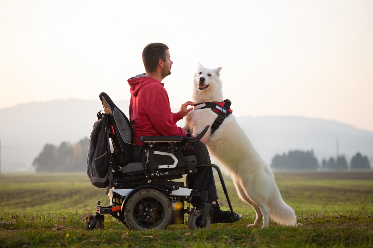 Service dog giving assistance to person with disability using a wheelchair.
