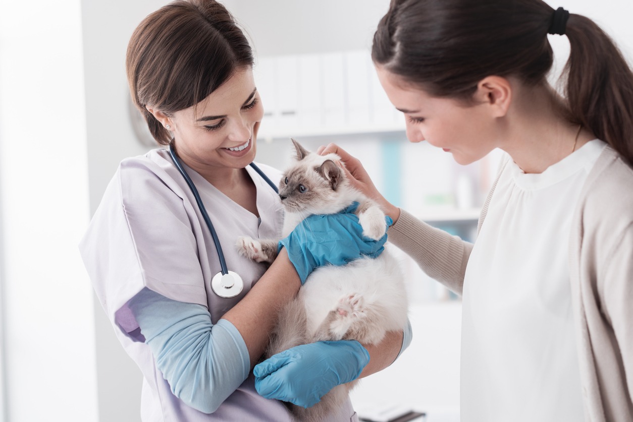 Smiling professional veterinarian holding a beautiful cat after examination, the pet owner is cuddling her cat