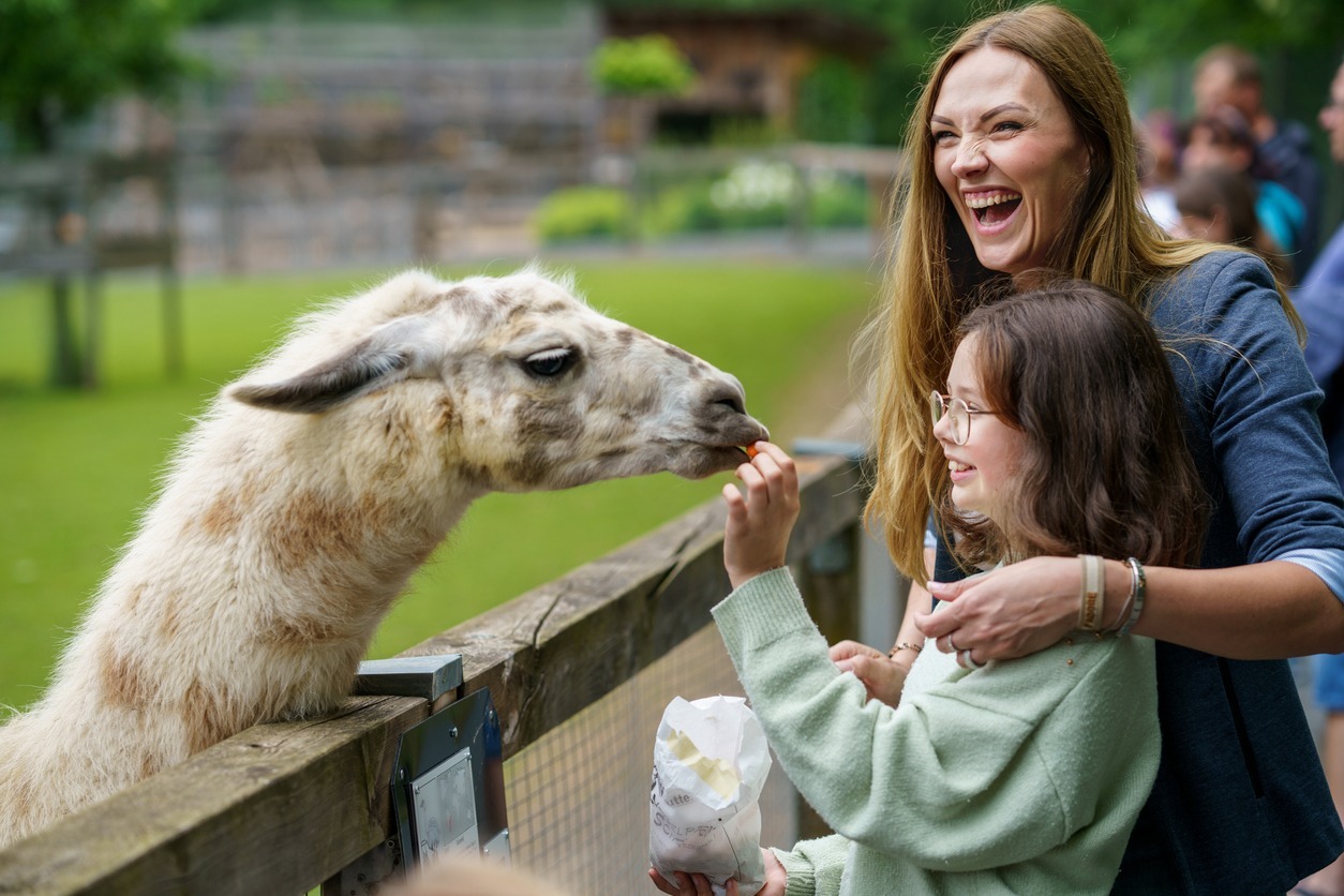 School european girl and woman feeding fluffy furry alpacas lama. Happy excited child and mother feeds guanaco in a wildlife park. Family leisure and activity for vacations or weekend.
